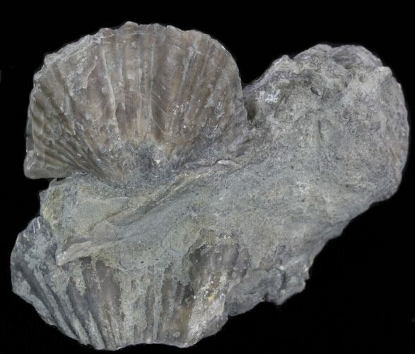 Platystrophia Brachiopod Fossil From Kentucky #35119